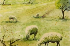Acuarela ovejas